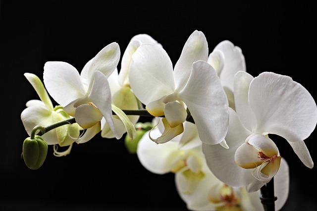 bÃ­lÃ© kvÄ›ty orchidejÃ­